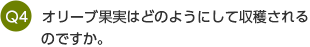 Q4 オリーブ果実はどのようにして収穫されるのですか。